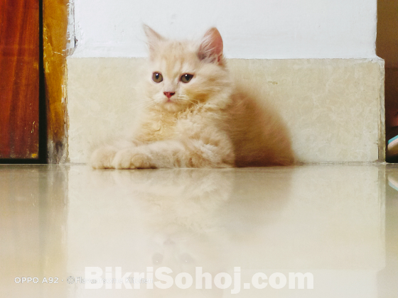 Persian male kitten